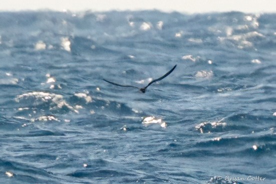 Great Shearwater - ML641879624