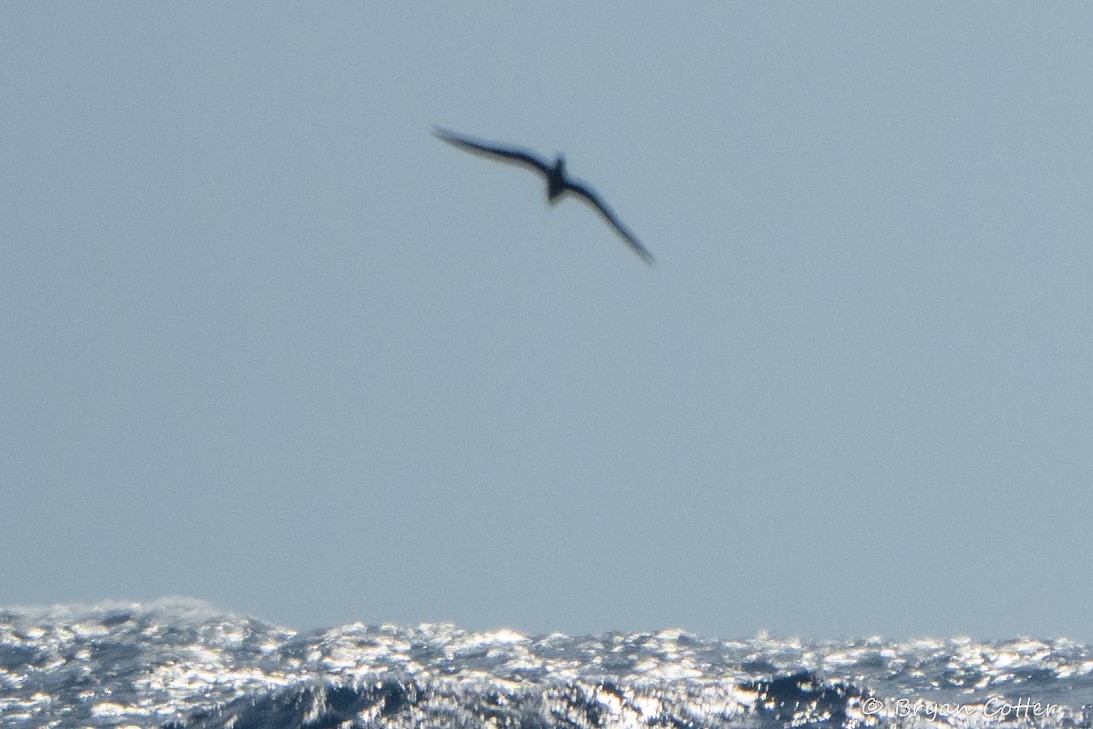 Great Shearwater - ML641879625