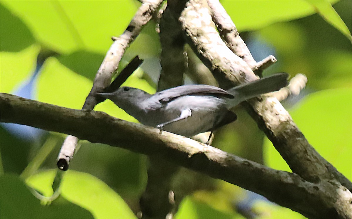 White-browed Gnatcatcher - ML641879639