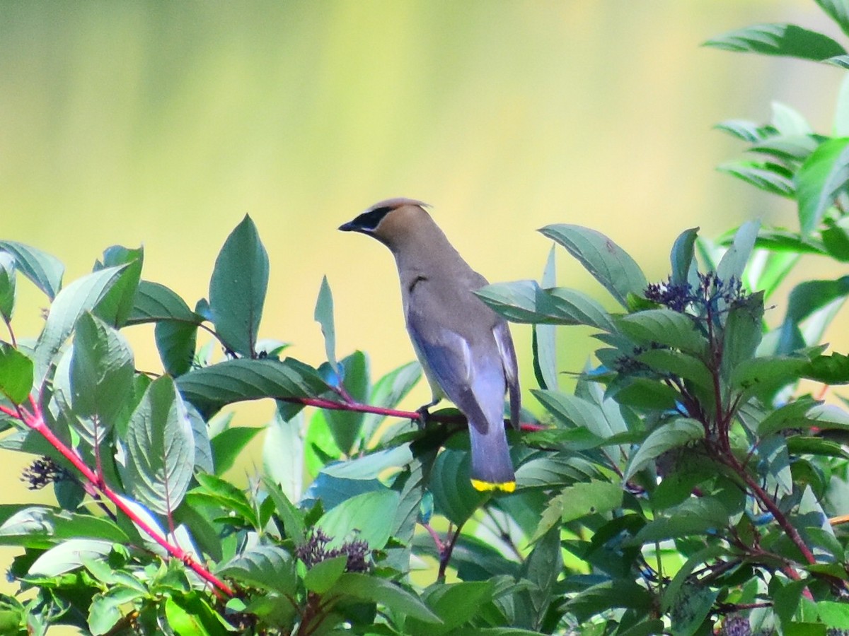 Cedar Waxwing - ML641879650