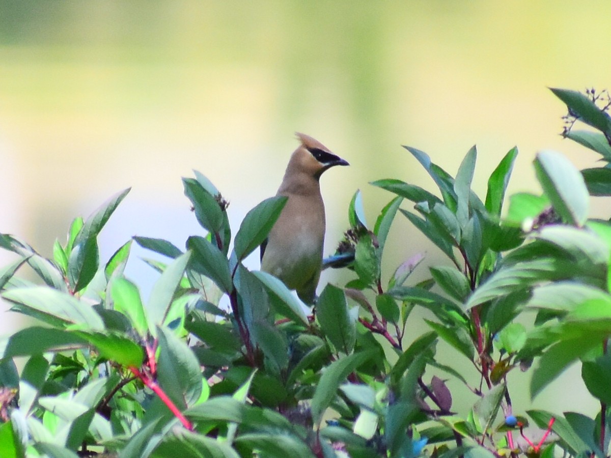 Cedar Waxwing - ML641879651