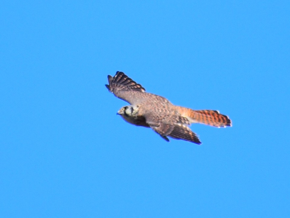 American Kestrel - ML641879652