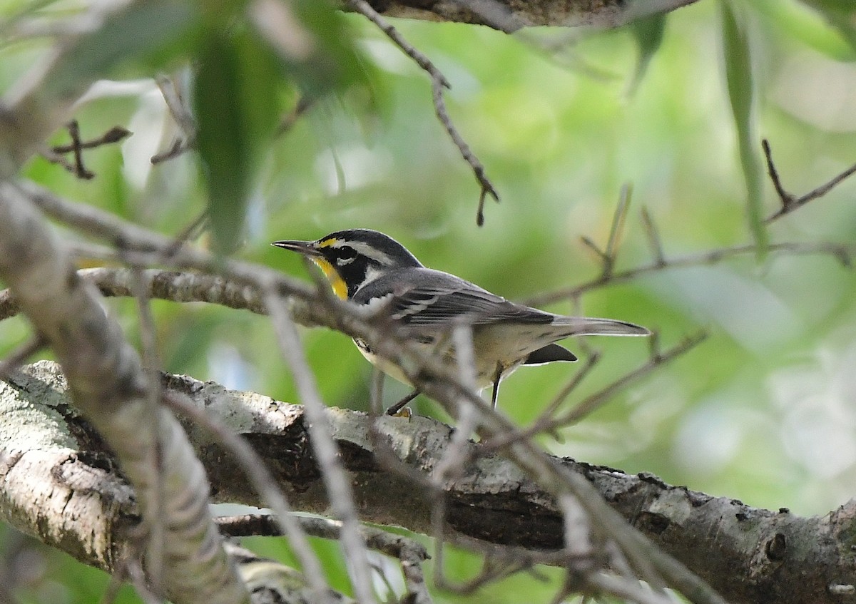 Yellow-throated Warbler - ML641879658