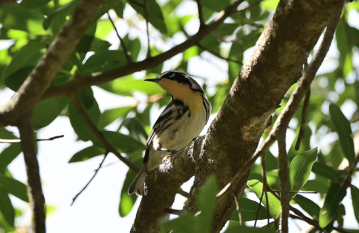 Yellow-throated Warbler - ML641879659
