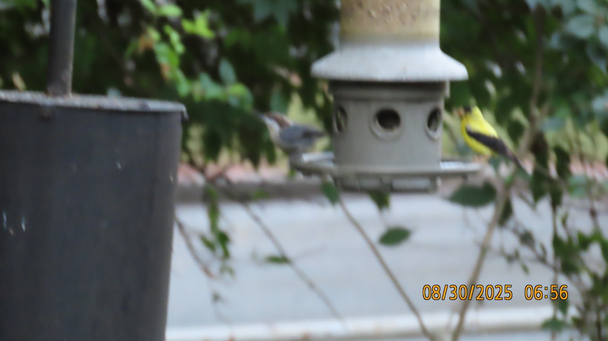 Brown-headed Nuthatch - ML641879660
