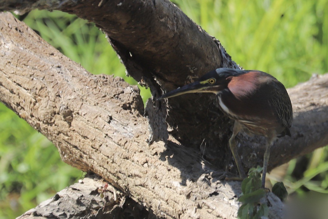 Green Heron - ML641879671