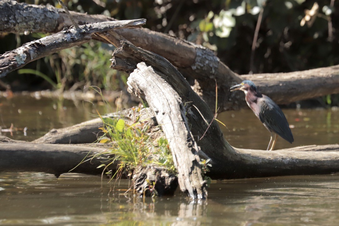 Green Heron - ML641879673