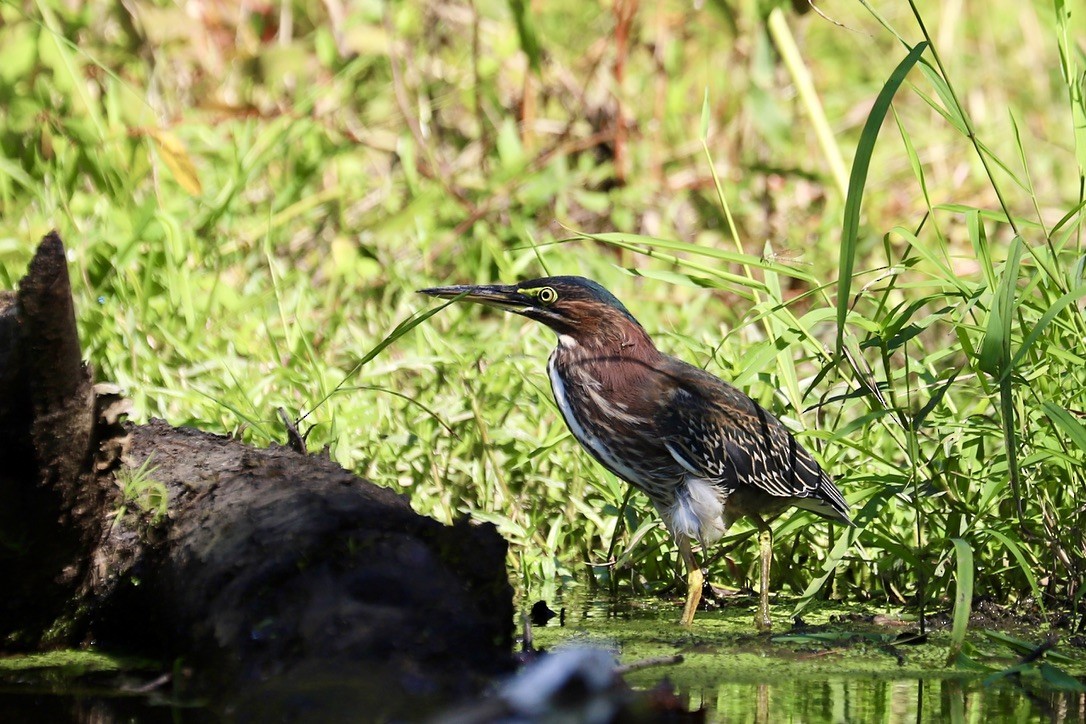 Green Heron - ML641879674
