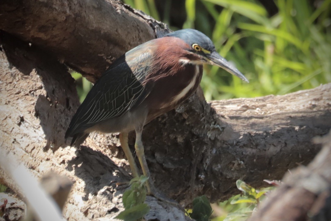 Green Heron - ML641879675