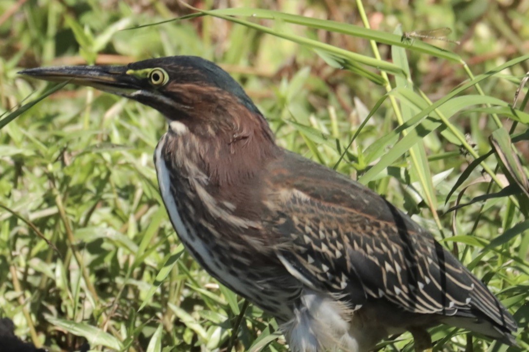 Green Heron - ML641879676