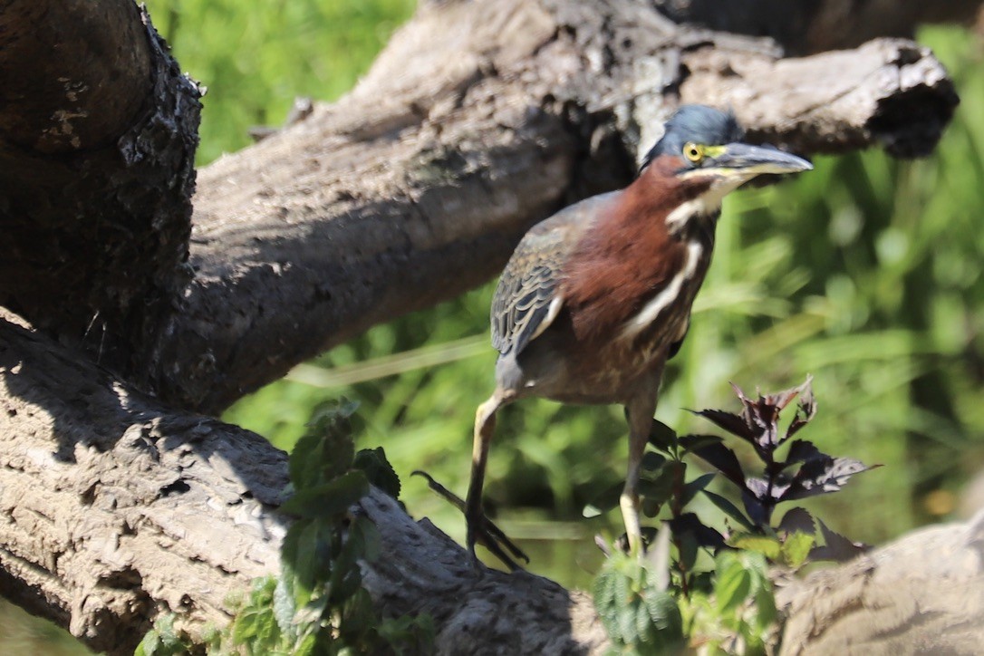 Green Heron - ML641879677