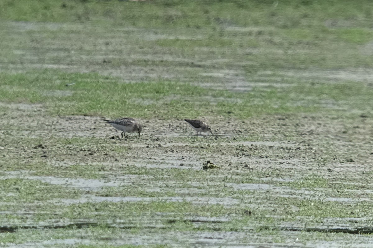 Baird's Sandpiper - ML641879683