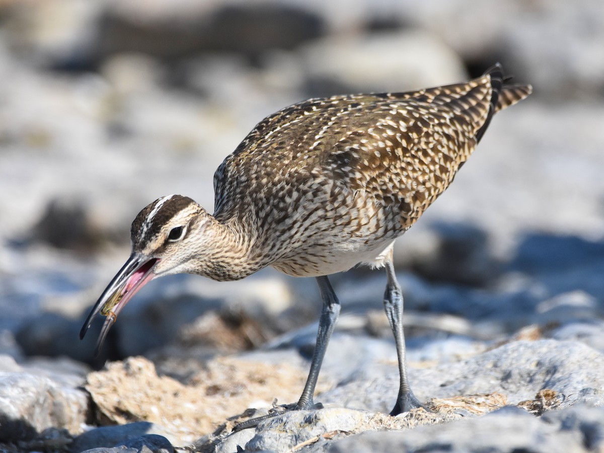 Whimbrel - ML641879684
