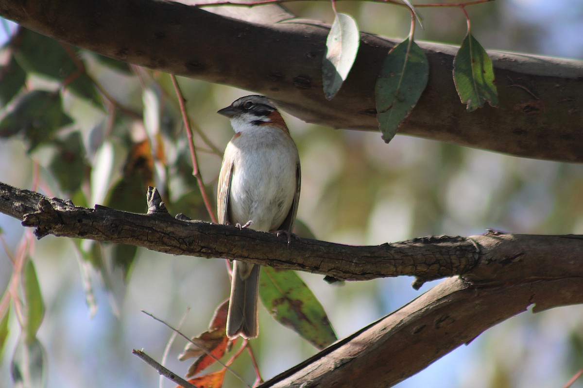 Rufous-collared Sparrow - ML641879687