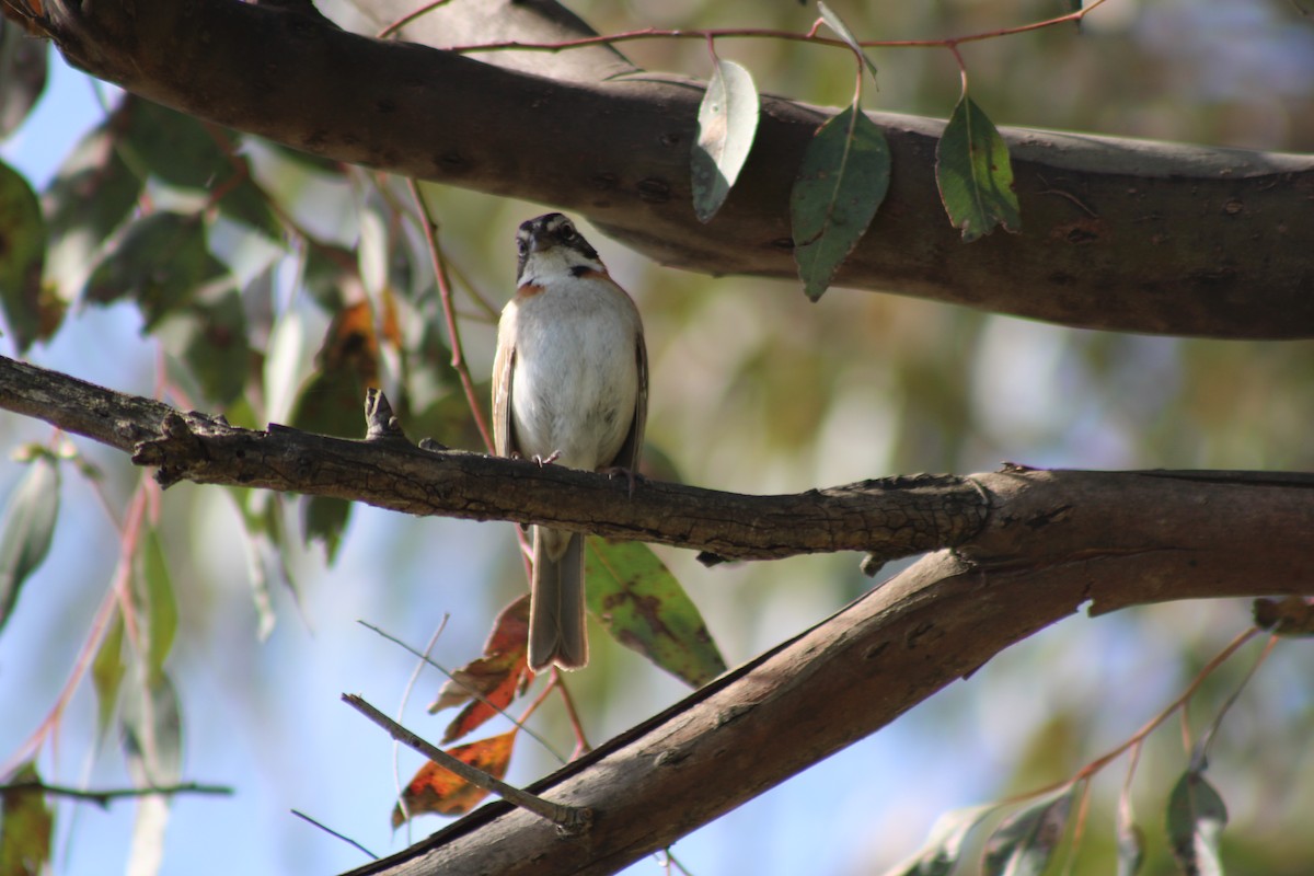 Rufous-collared Sparrow - ML641879688