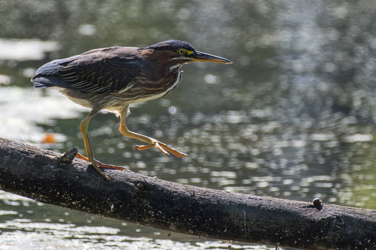 Green Heron - ML641879690