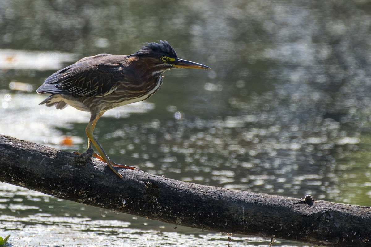 Green Heron - ML641879691