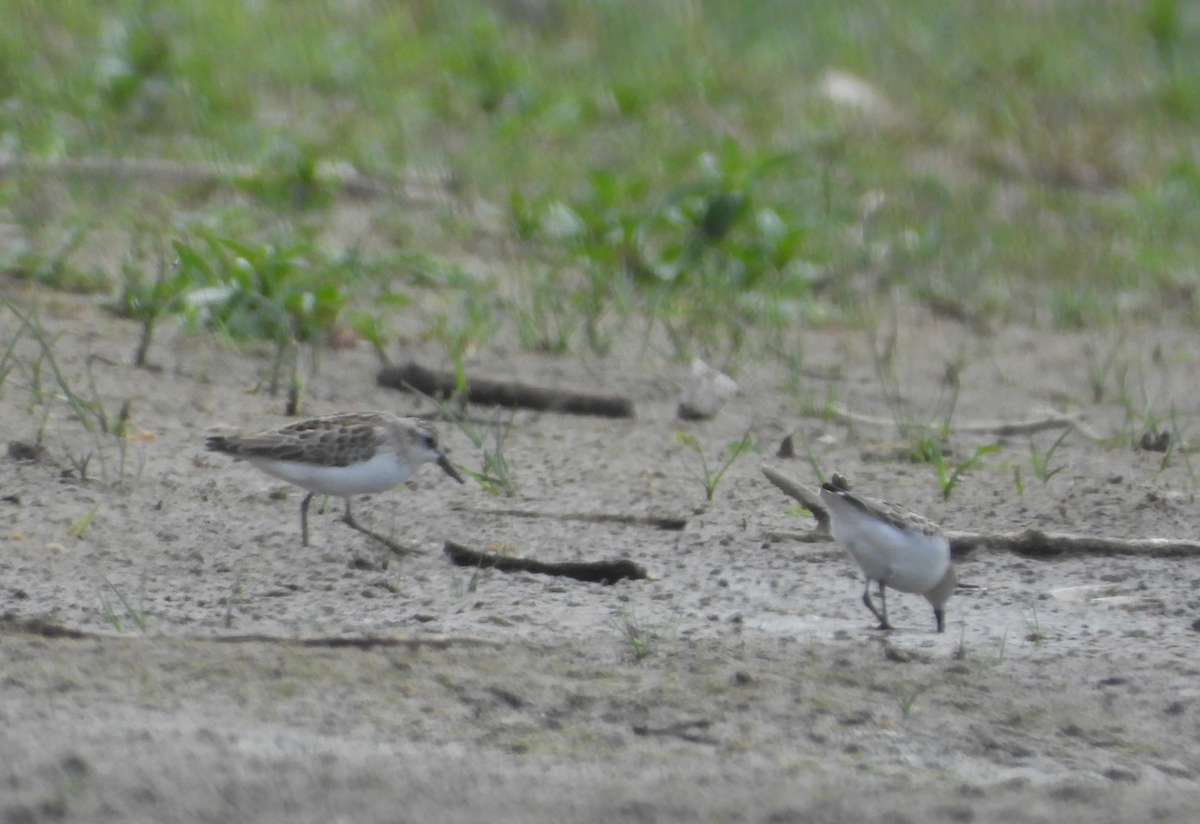 Semipalmated Sandpiper - ML641879694
