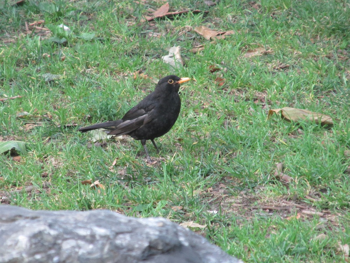 Eurasian Blackbird - ML641879697