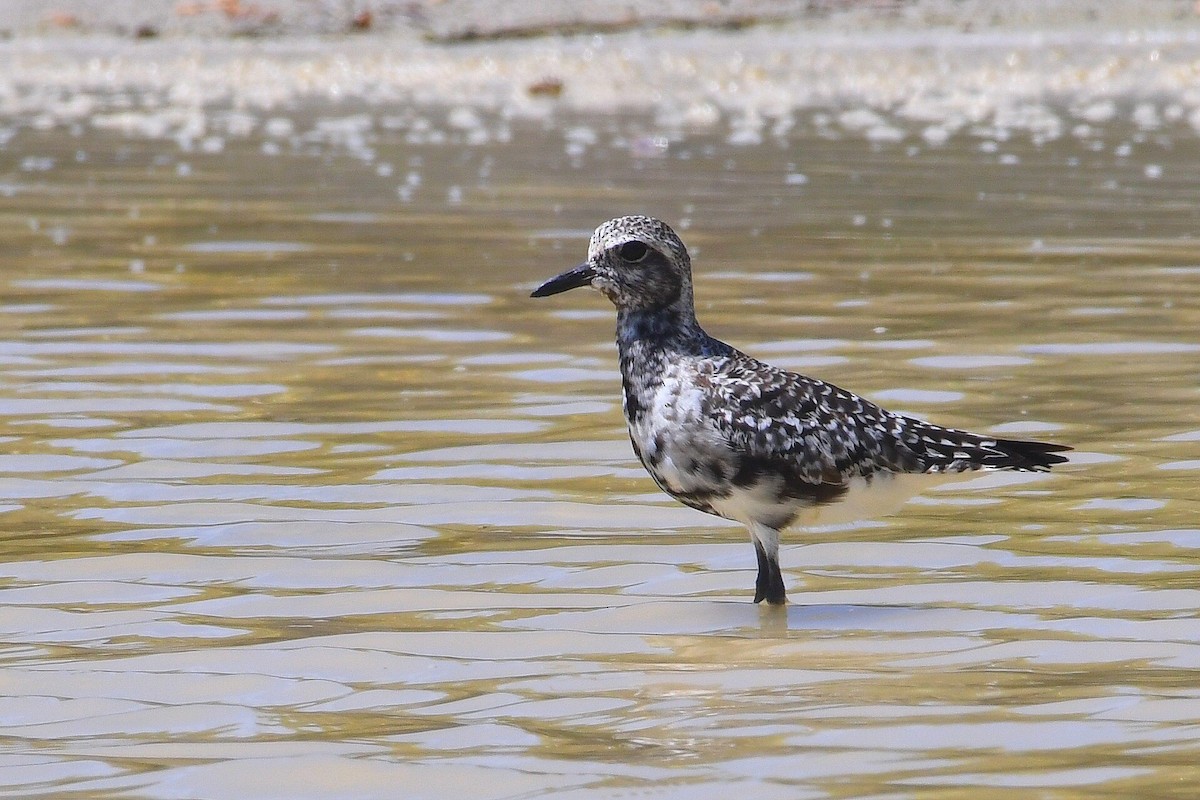 Black-bellied Plover - ML641879698