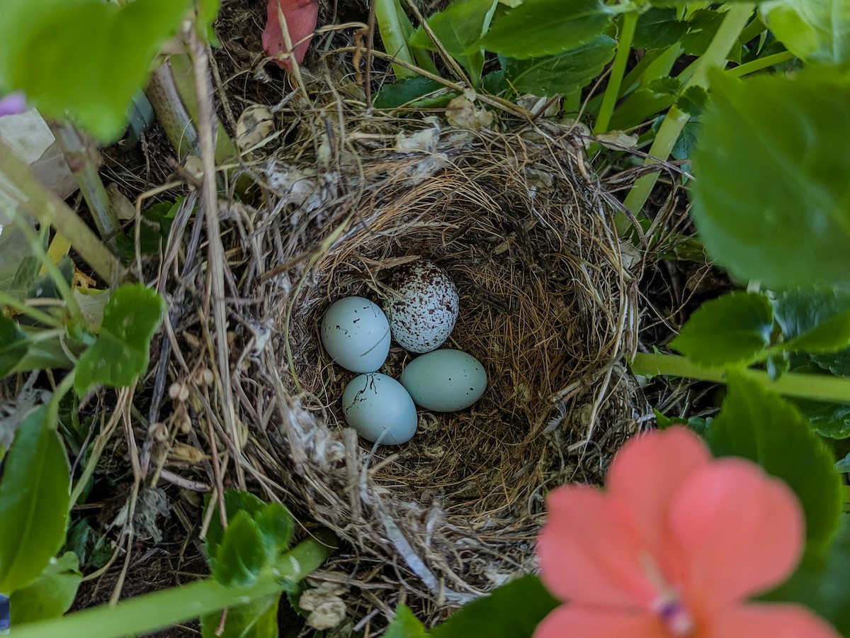 Brown-headed Cowbird - ML641879699