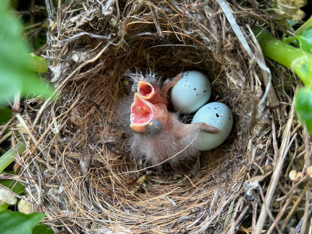 Brown-headed Cowbird - ML641879700