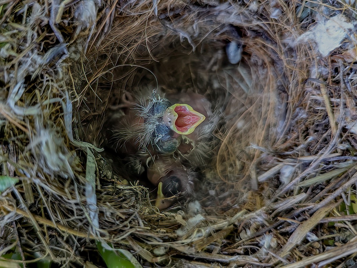 Brown-headed Cowbird - ML641879701