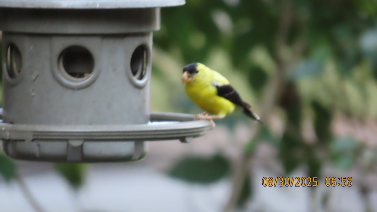 American Goldfinch - ML641879702