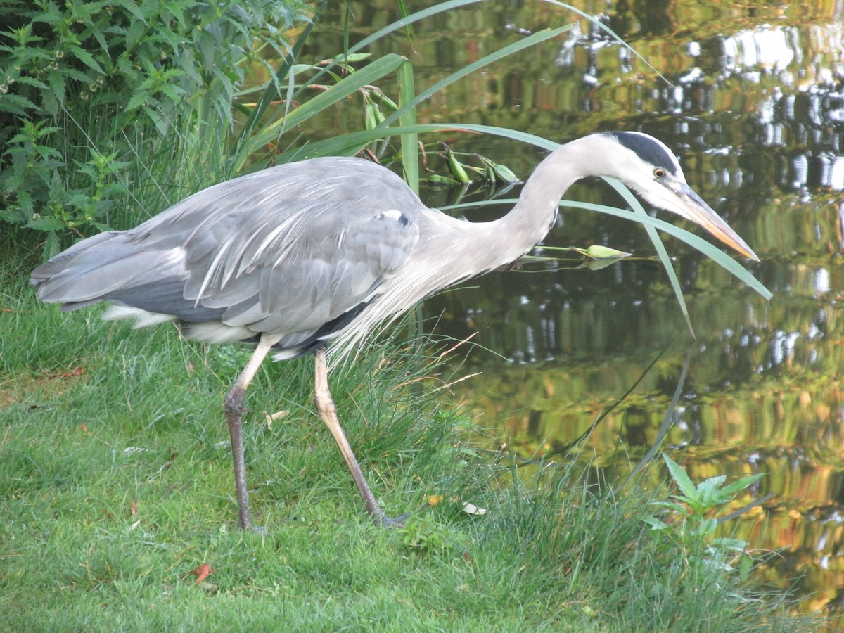Gray Heron - ML641879708