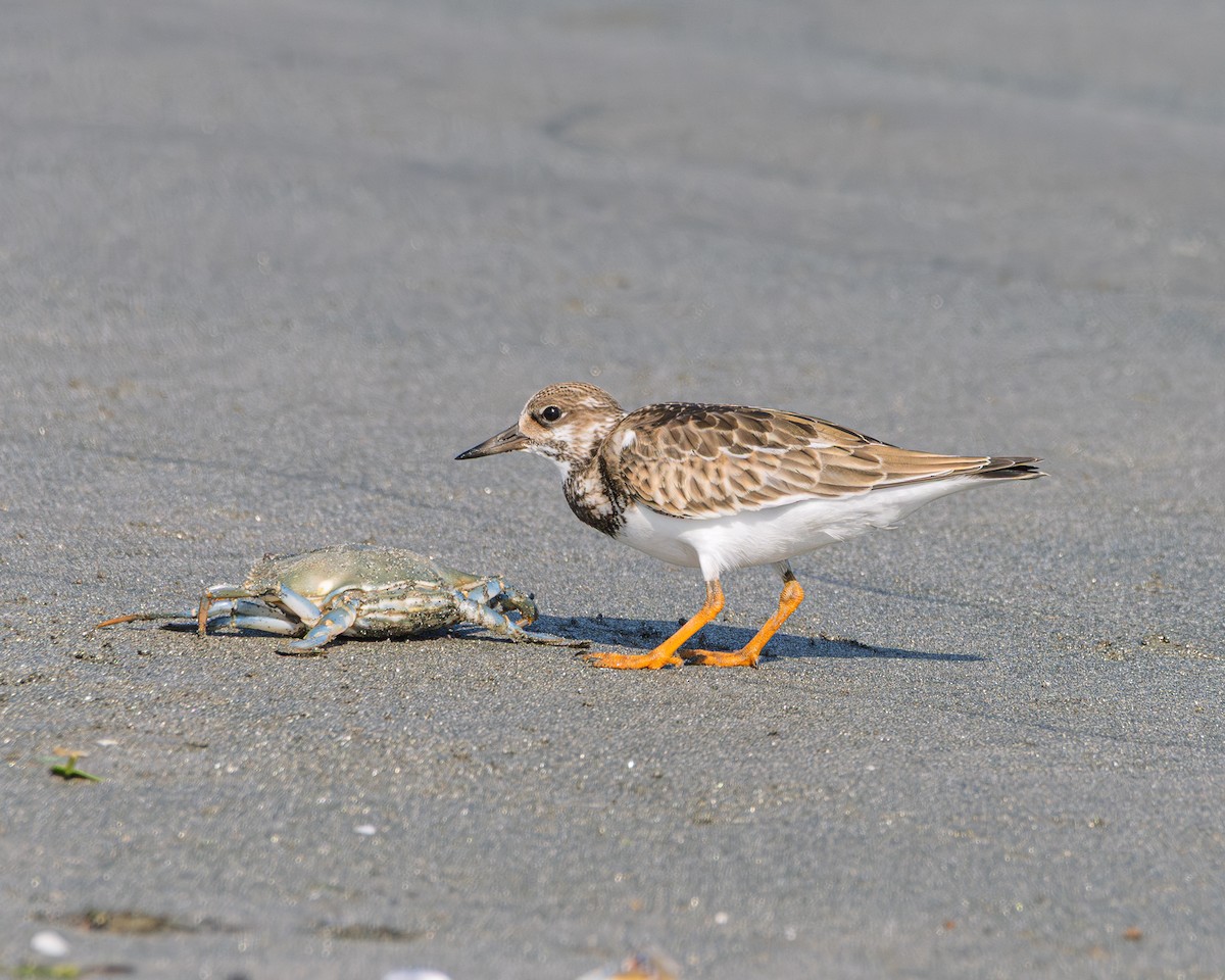 Ruddy Turnstone - ML641879709