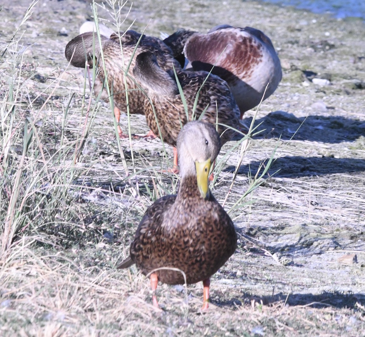 Mexican Duck - ML641879710