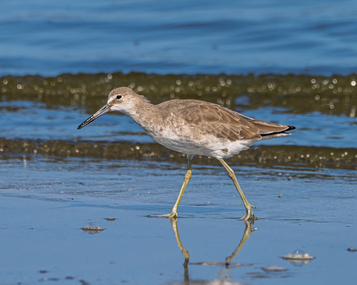 Willet - ML641879711