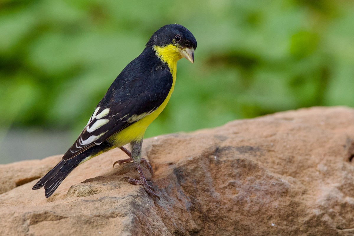 Lesser Goldfinch - ML641879712