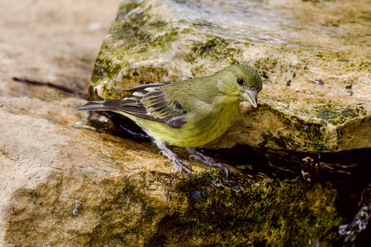 Lesser Goldfinch - ML641879713