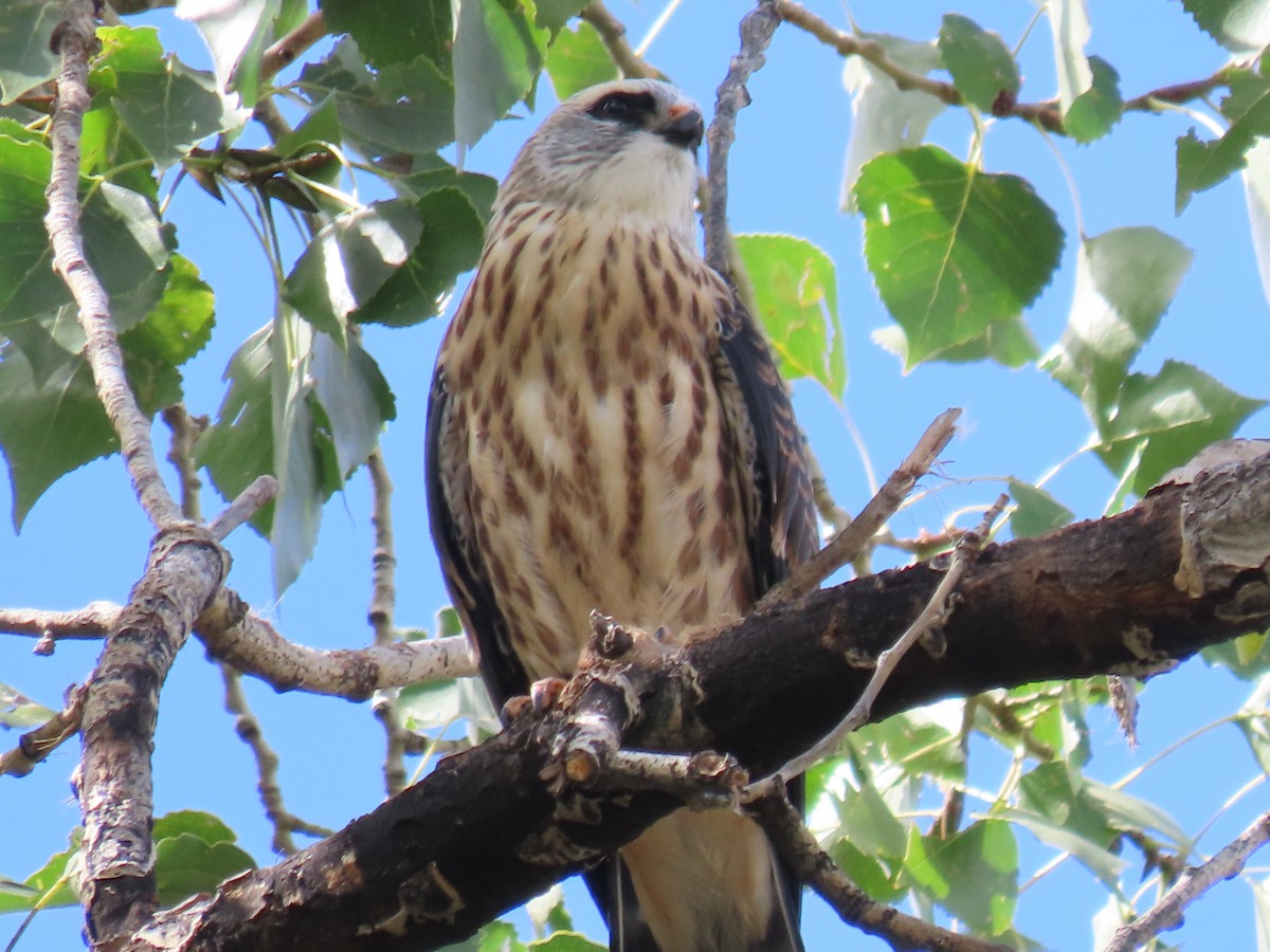 Mississippi Kite - ML641879714