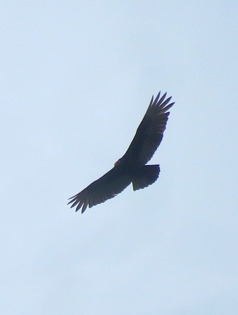 Turkey Vulture - ML641879716
