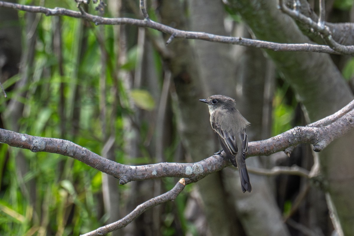 Eastern Phoebe - ML641879746