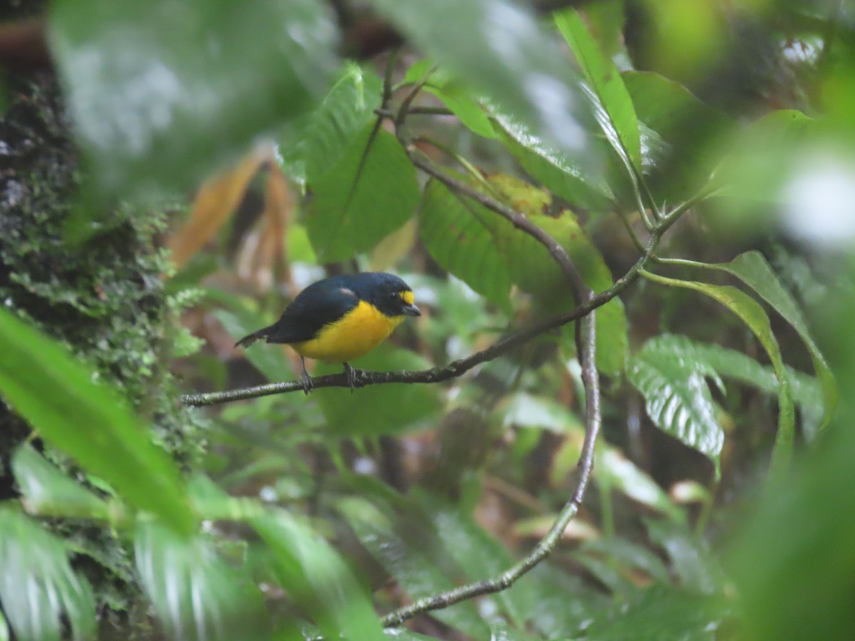 Yellow-throated Euphonia - ML641879756
