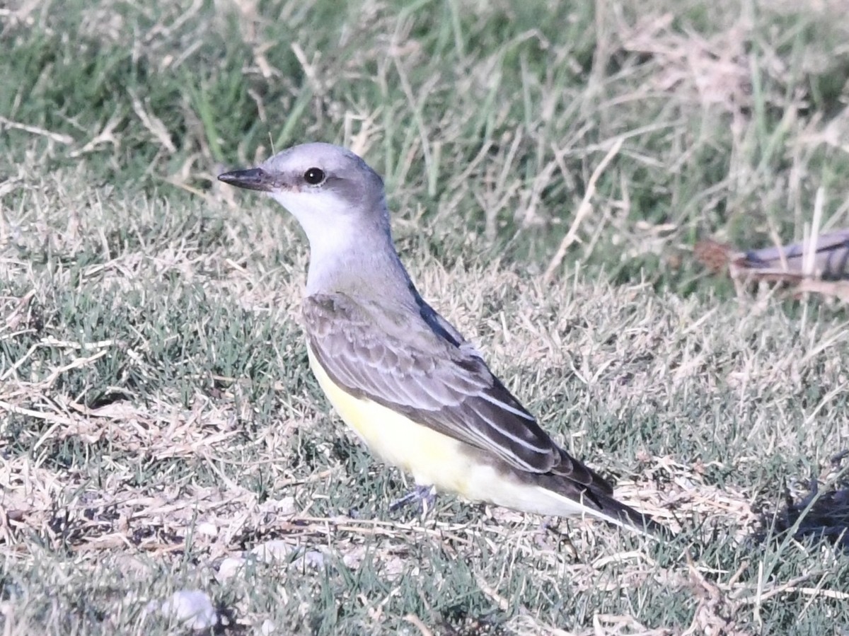 Western Kingbird - ML641879777