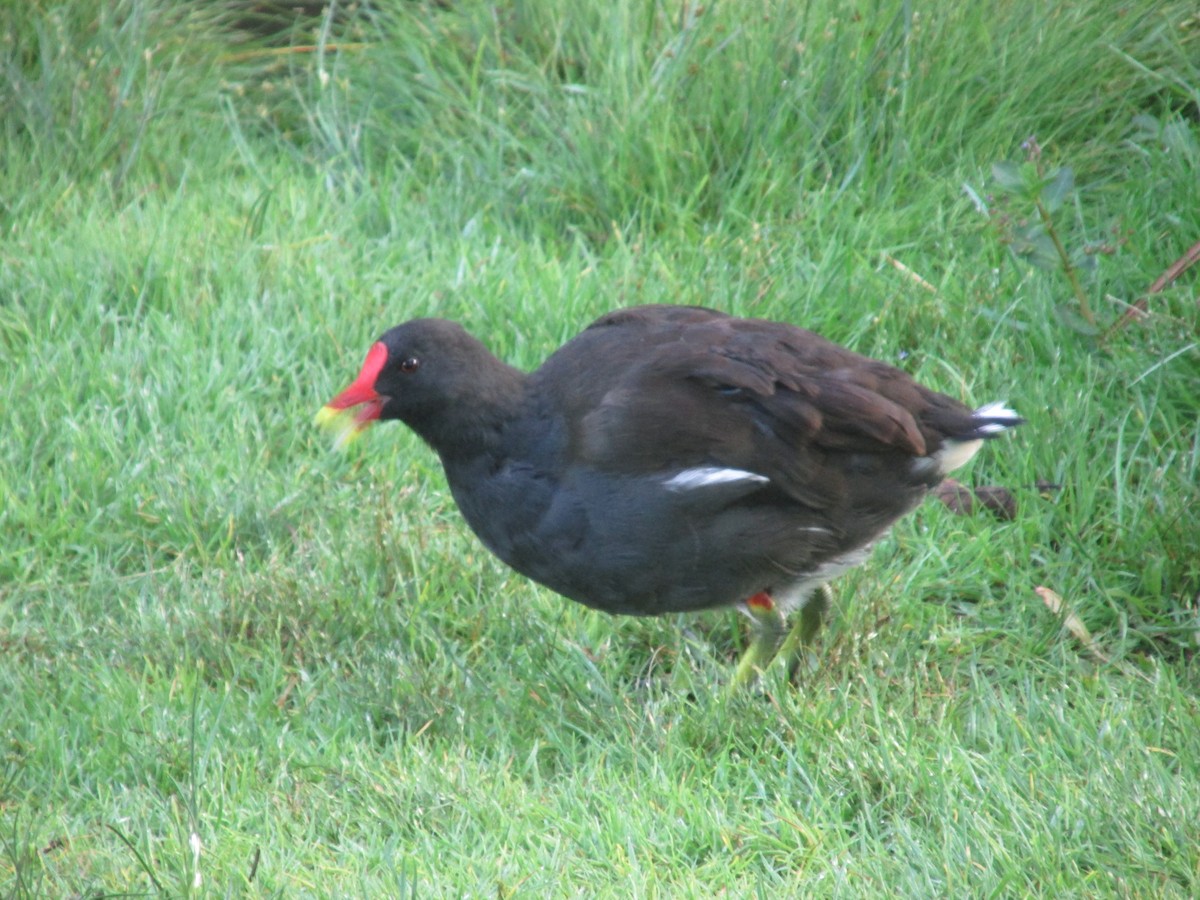 Eurasian Moorhen - ML641879778