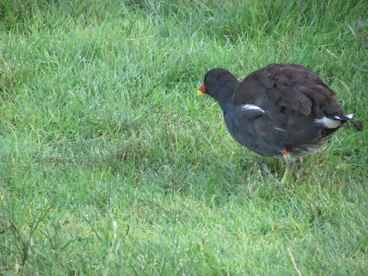 Eurasian Moorhen - ML641879779