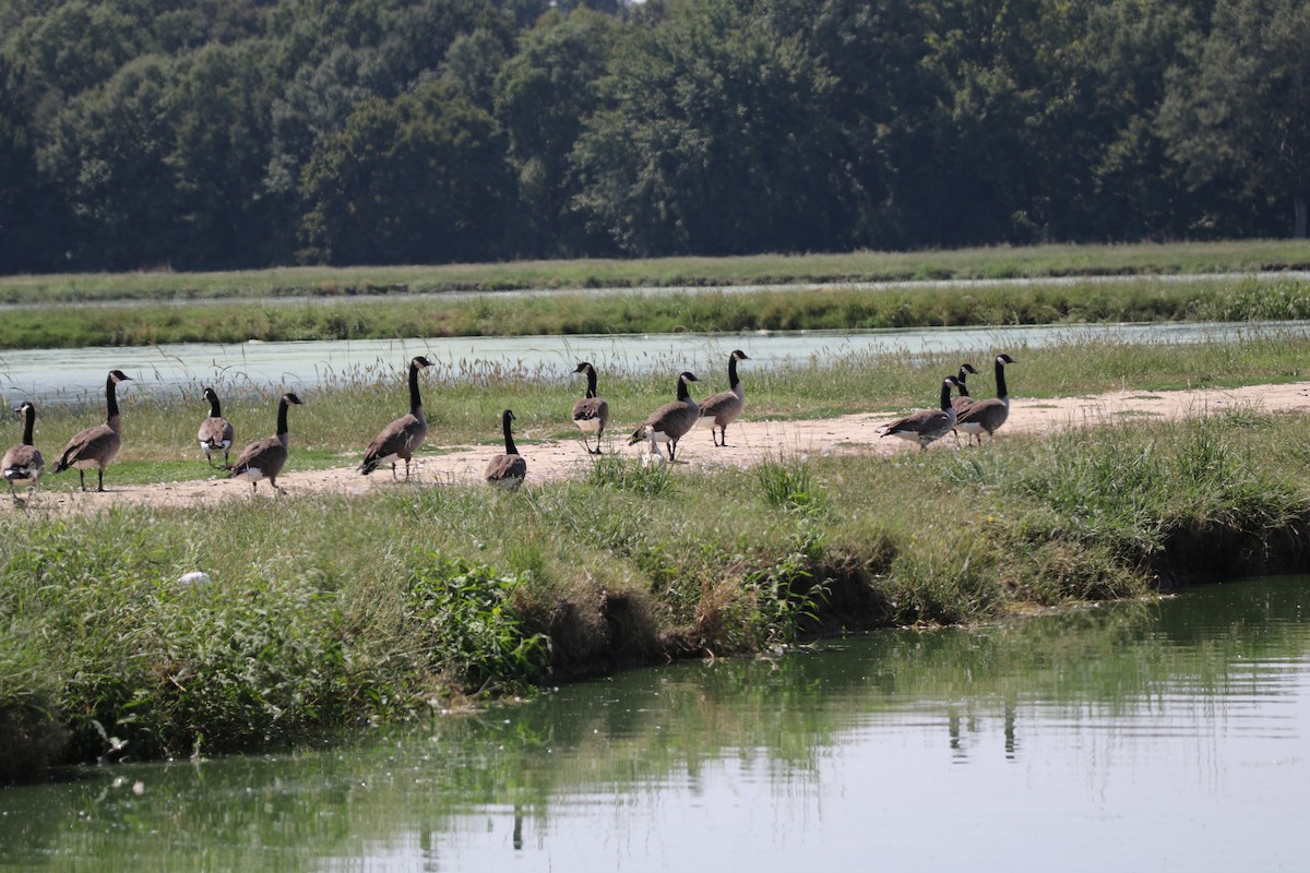 Branta kanadar handia - ML641879785