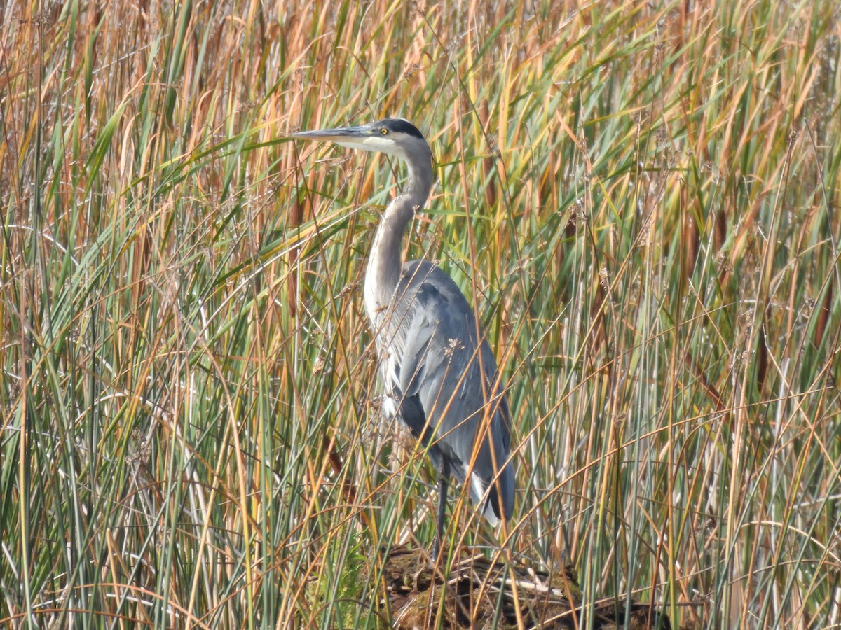Great Blue Heron - ML641879789