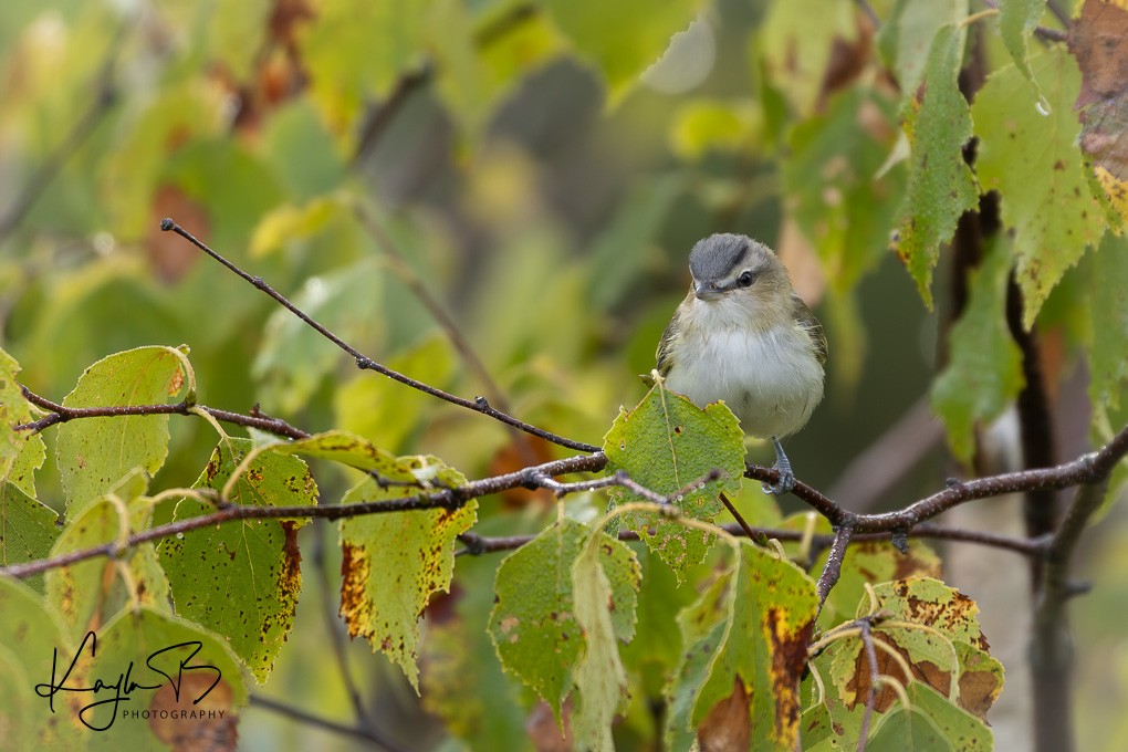 Red-eyed Vireo - ML641879813