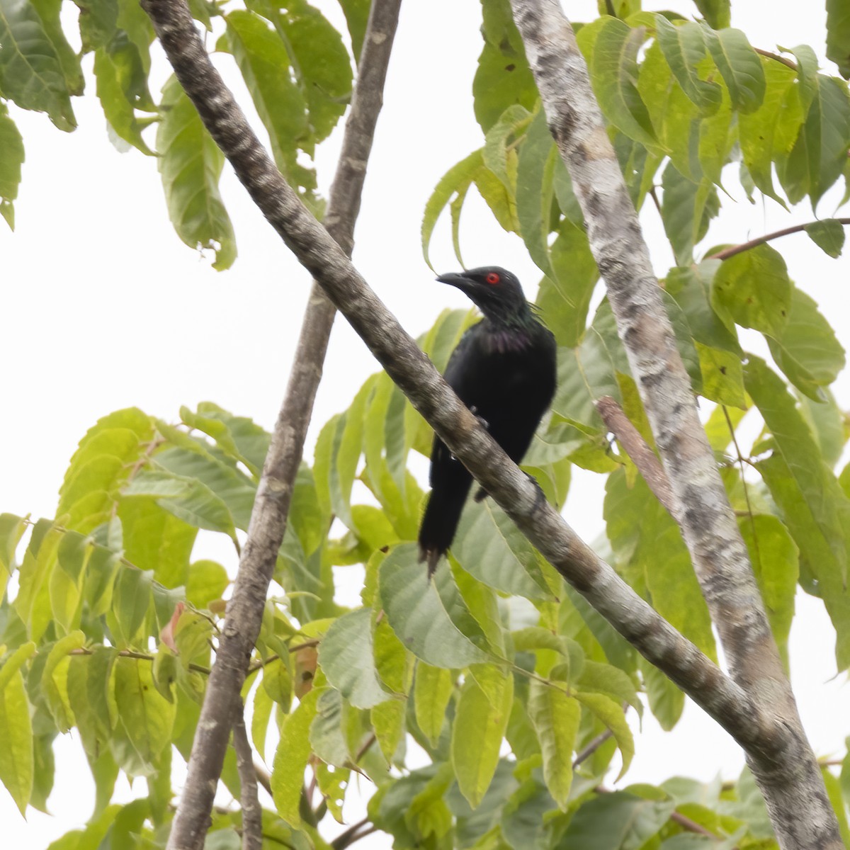 Metallic Starling (Metallic) - ML641879815