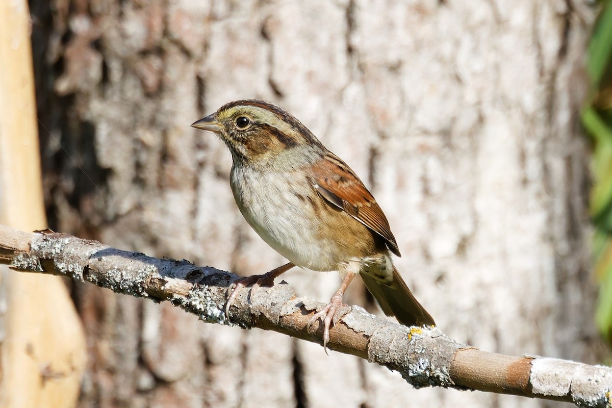 Swamp Sparrow - ML641879824