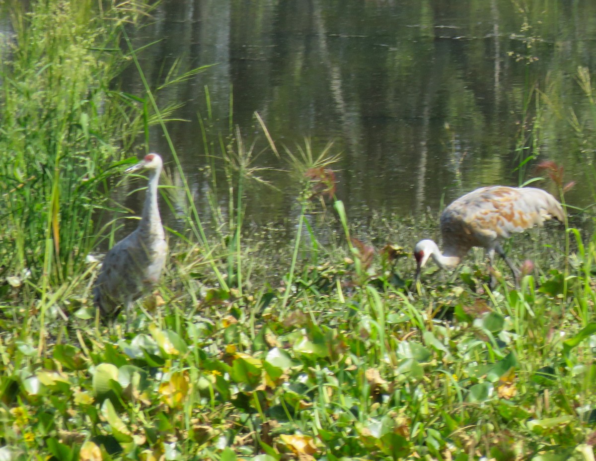 Sandhill Crane - ML641879840