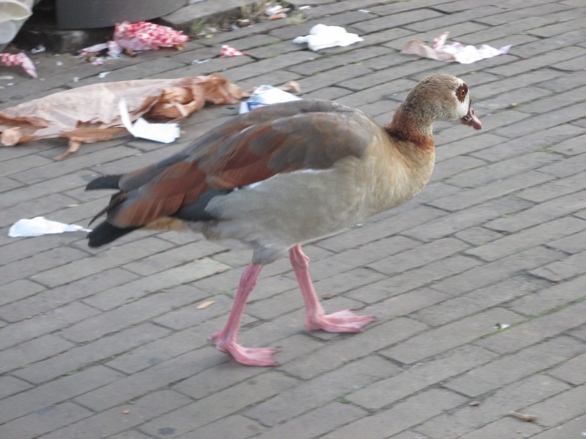 Egyptian Goose - ML641879843