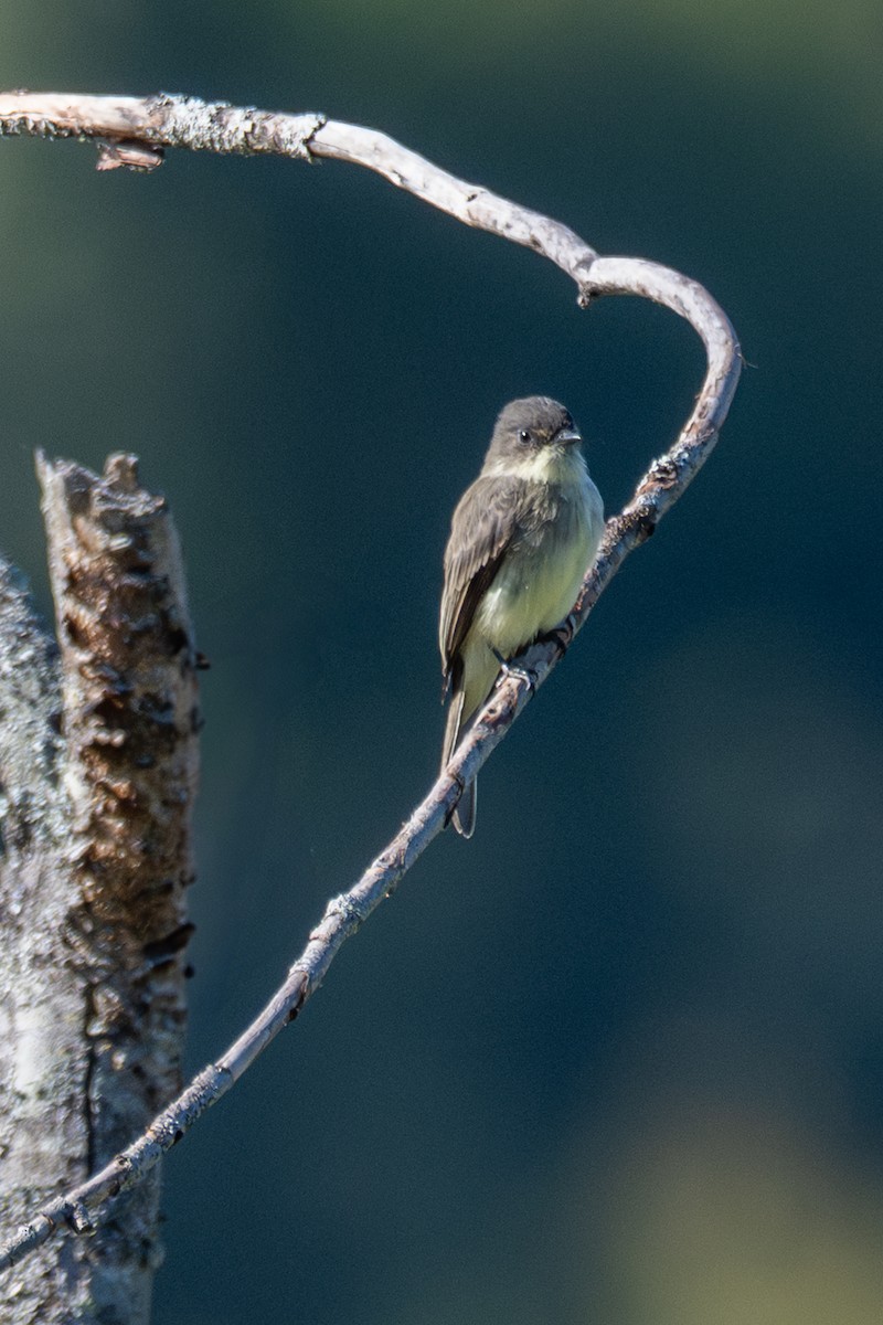 Eastern Phoebe - ML641879855