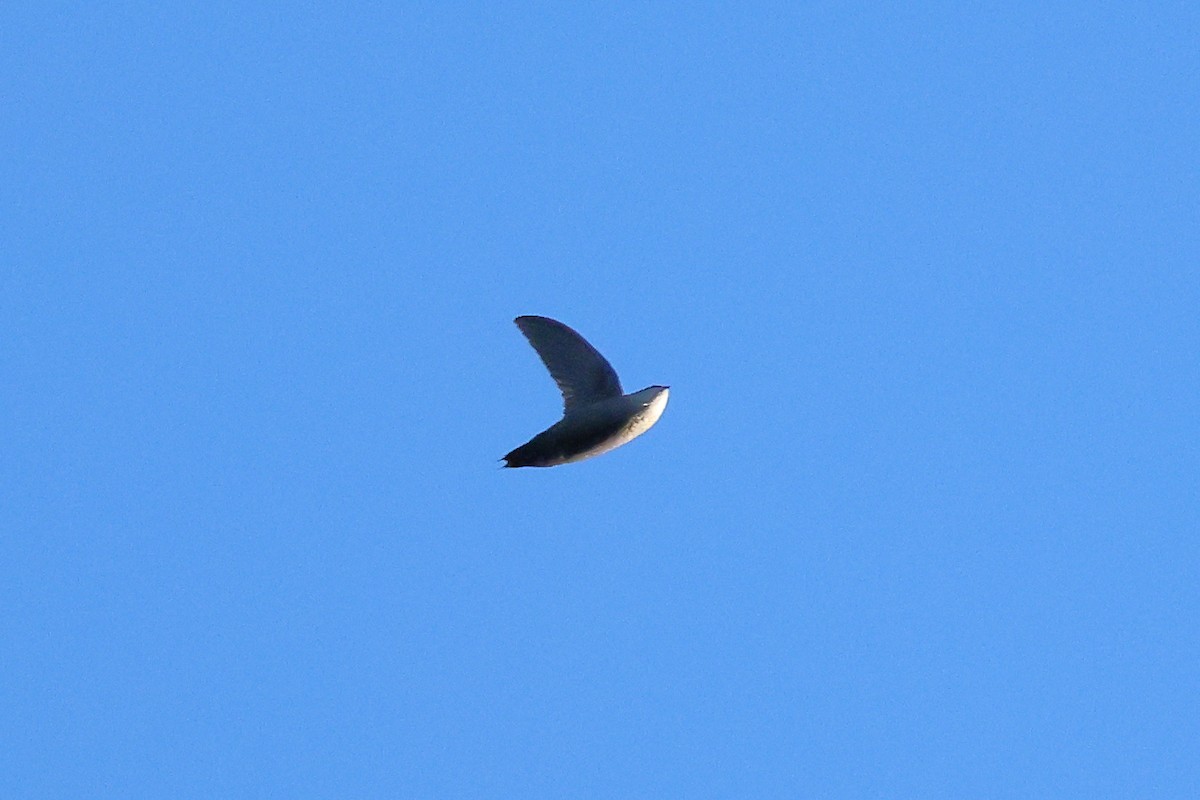 Vaux's Swift - ML641879859